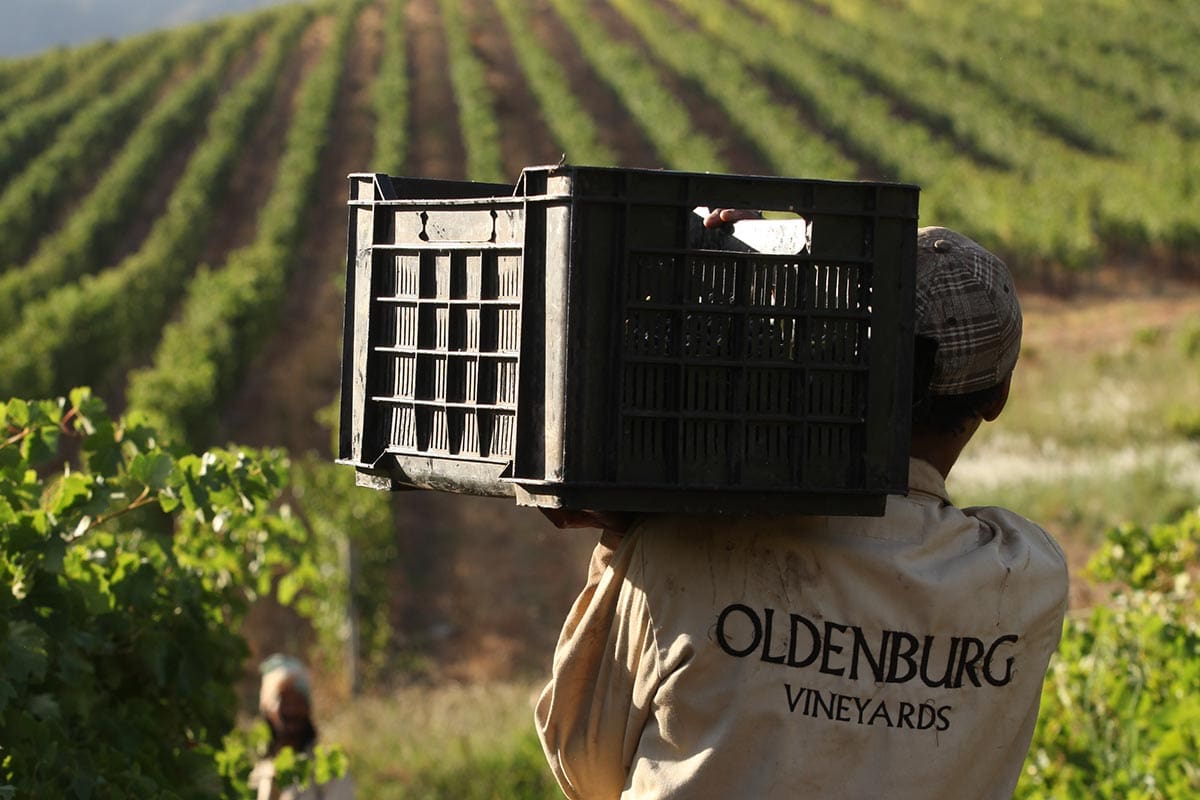 Oldenburg vineyards